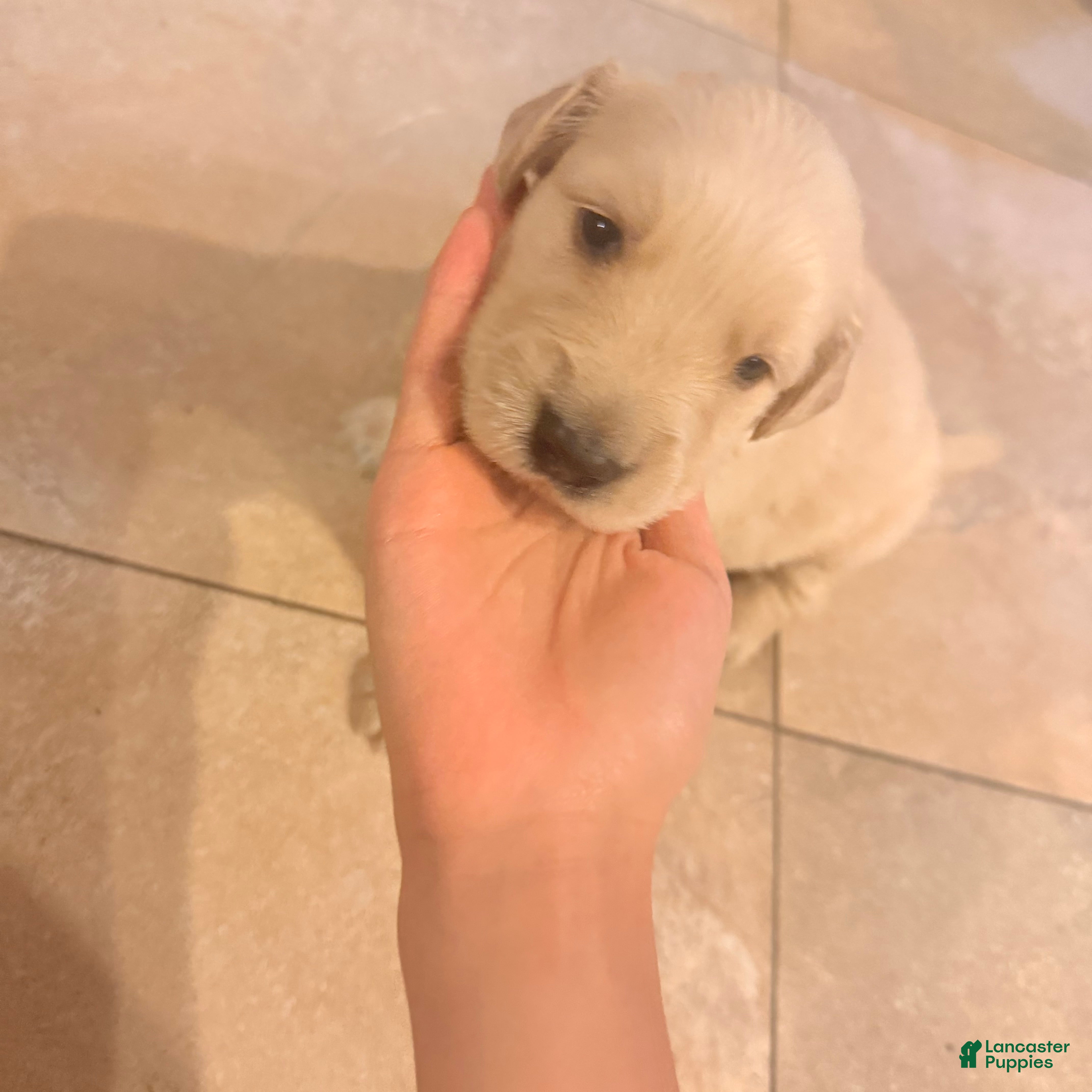 Golden Retriever dogs Golden Retriever 5 - Ad 33