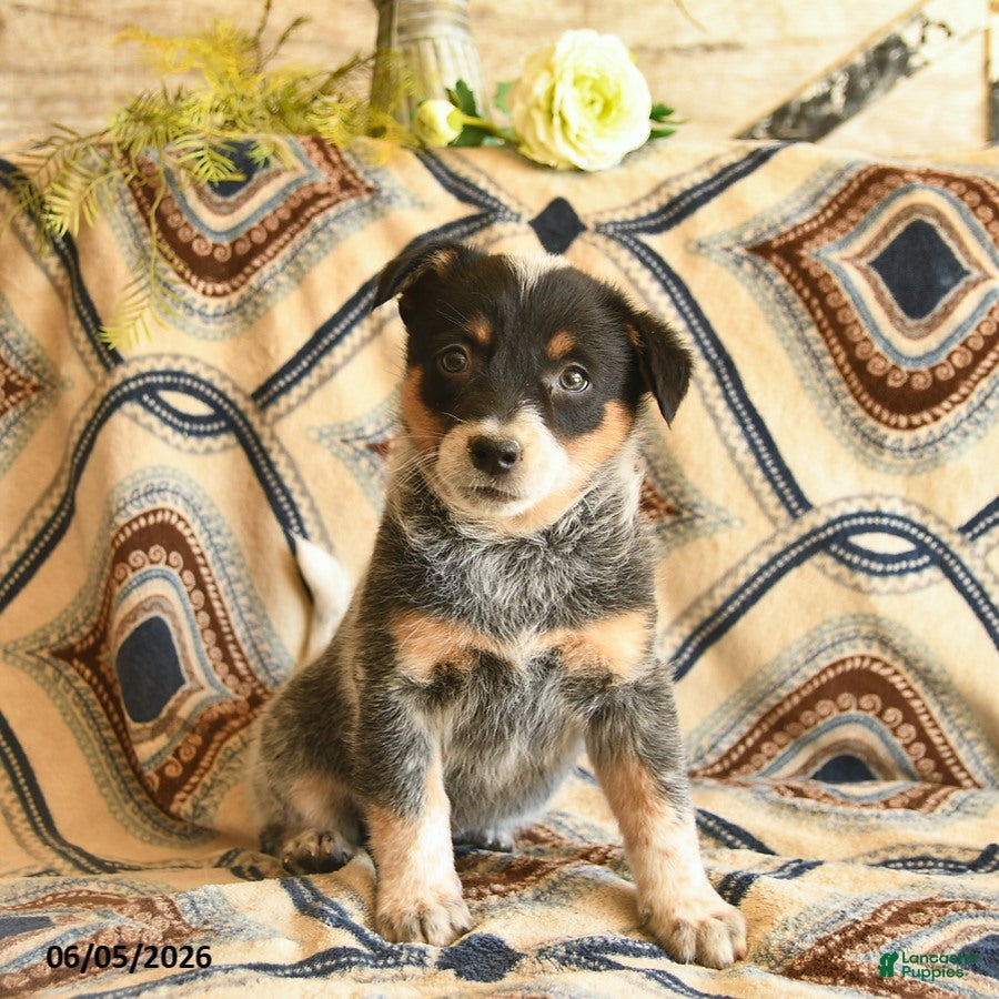 Australian Cattle Dog dogs Legend  - Ad 2