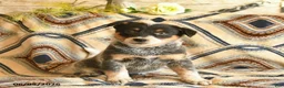 Australian Cattle Dog dogs for sale: Legend  - Ad 2