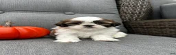 Shih Tzu dogs for sale: Bella - Ad 4