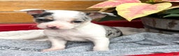 Chihuahua dogs for sale: Clara - Ad 1