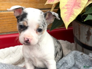 Chihuahua dogs Clara - Ad 4