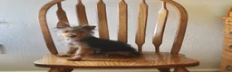 Yorkshire Terrier dogs for sale: Pluto - Ad 6
