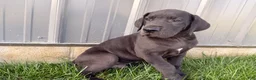 Great Dane dogs for sale: Lenny - Ad 3
