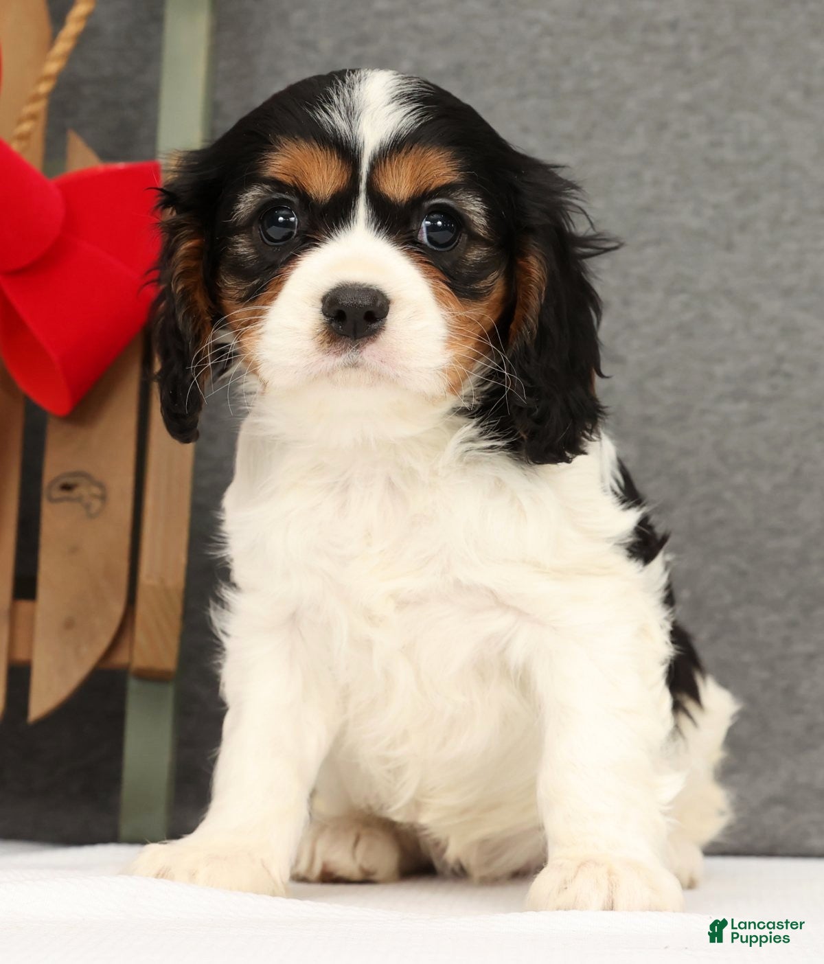 Cavalier King Charles Spaniel dogs Molly - Ad 29
