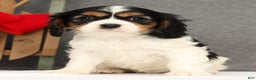 Cavalier King Charles Spaniel dogs for sale: Molly - Ad 5