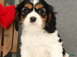 Cavalier King Charles Spaniel dogs Molly - Ad 19