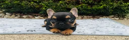 French Bulldog dogs for sale: Lucy  - Ad 3