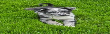 Merlin