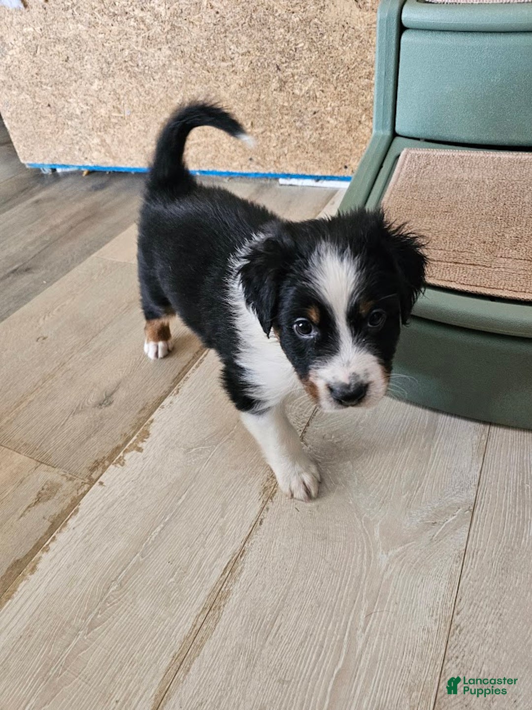 Australian Shepherd dogs for sale: Colonel Mustard - Ad 2