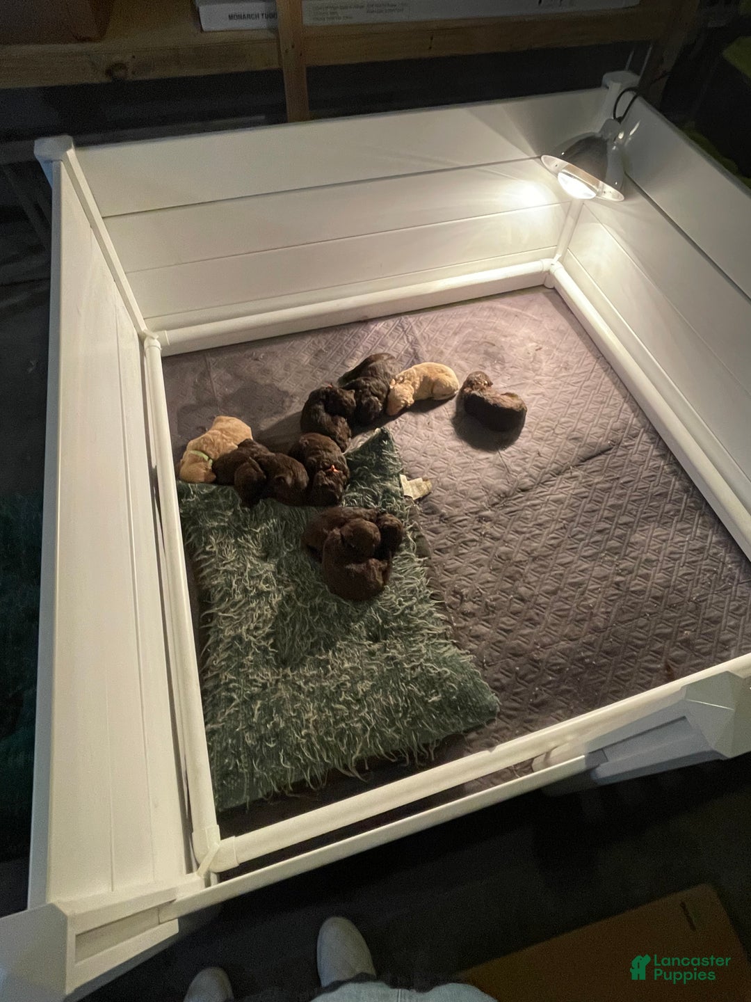 Goldendoodle dogs for sale: Ms teal - Ad 1