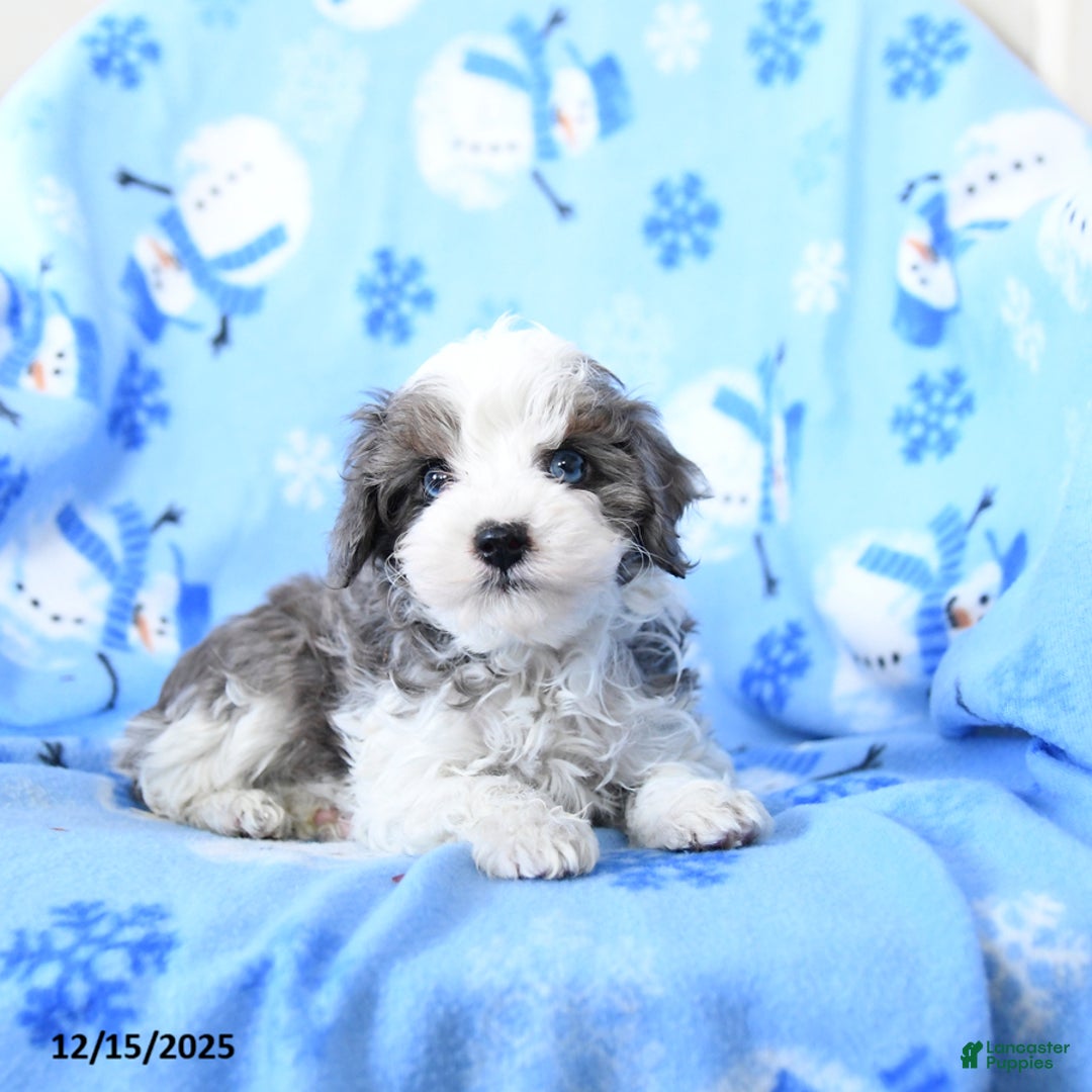 Cavapoo dogs for sale: Grayson - Ad 1