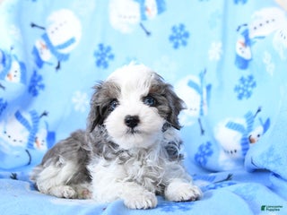 Cavapoo dogs Grayson - Ad 23