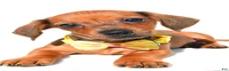 Miniature Dachshund dogs for sale: Jeff - Ad 4