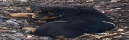 Rottweiler dogs for sale: Poseidon - Ad 34