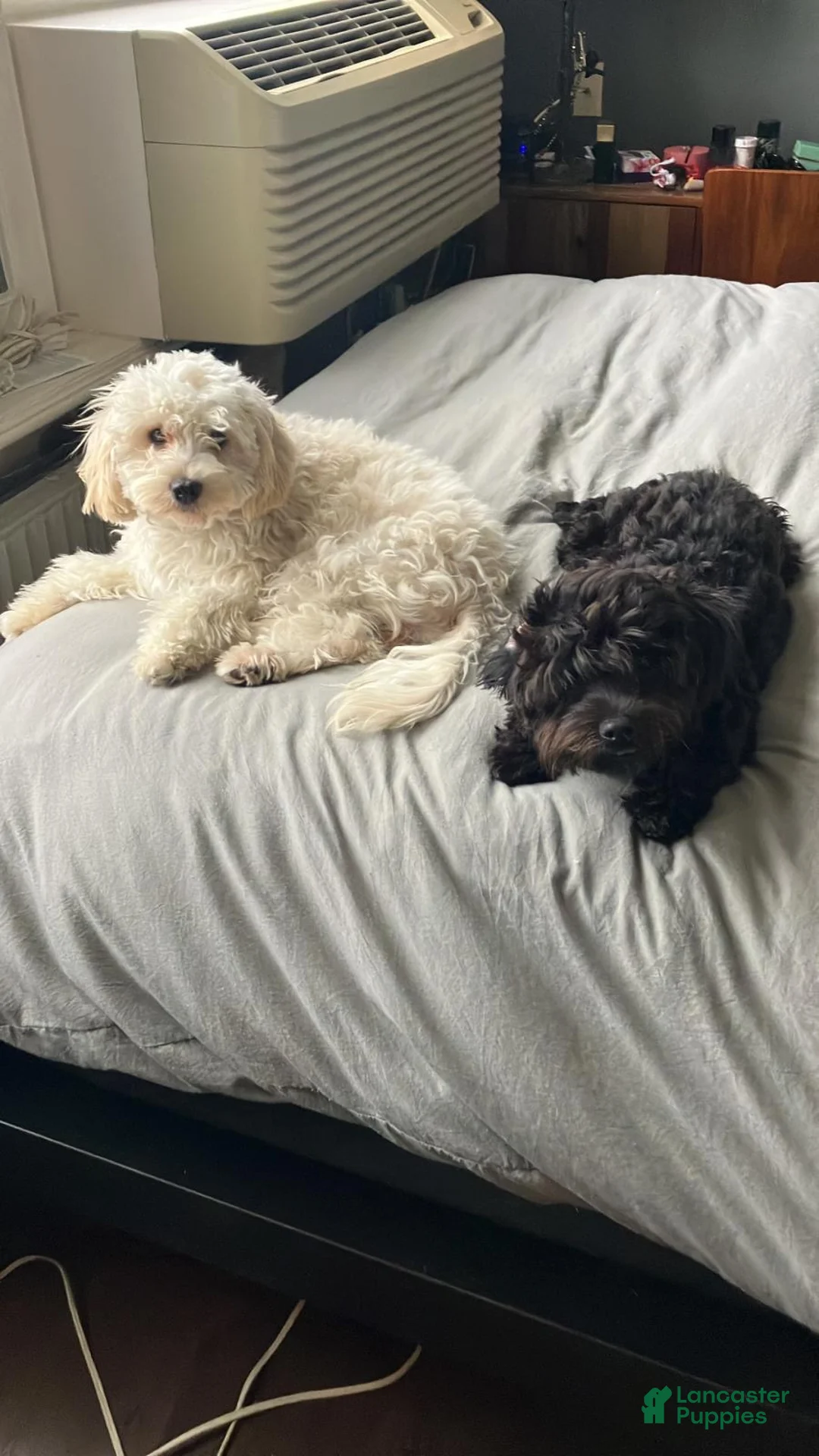 Mixed Breed dogs for sale: Sofia - Ad 9