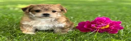Morkie dogs for sale: Bryce - Ad 9