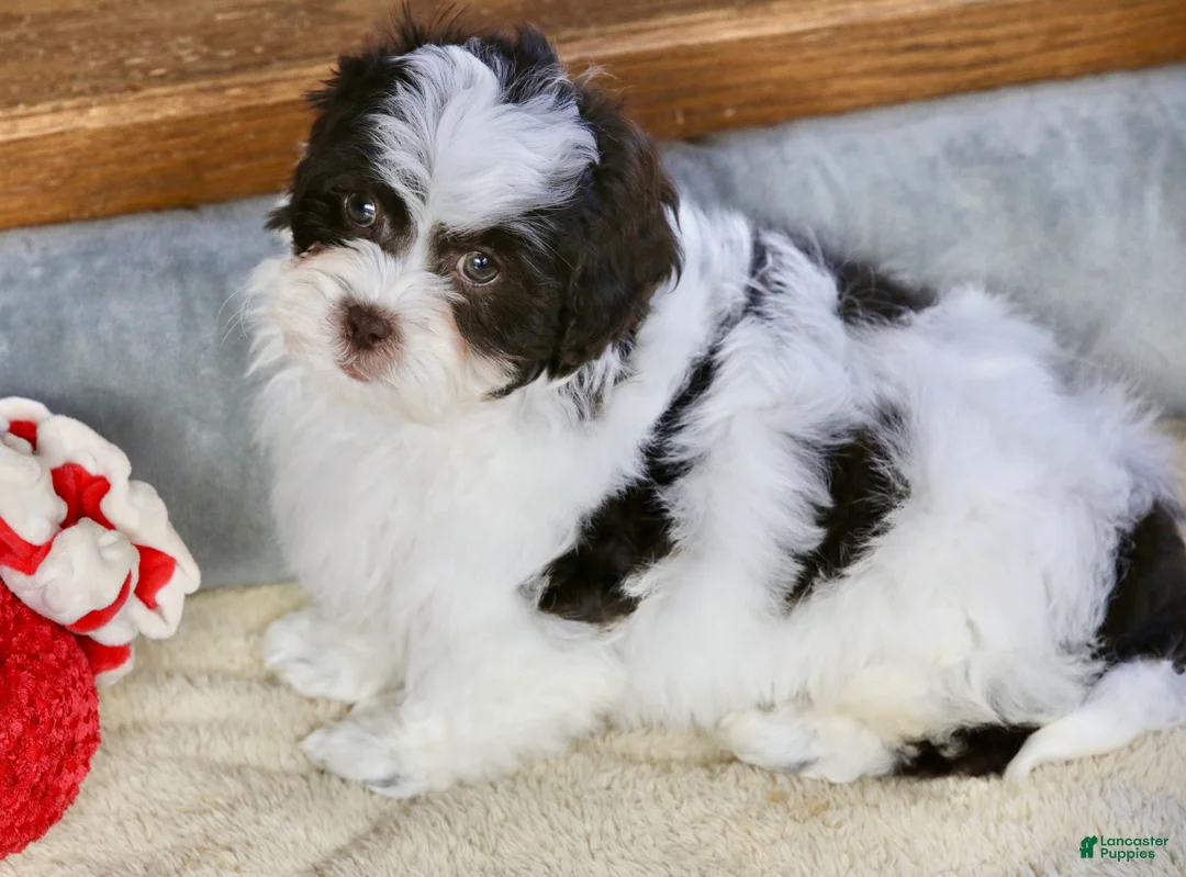 Shihpoo dogs for sale: Everlee - Ad 8