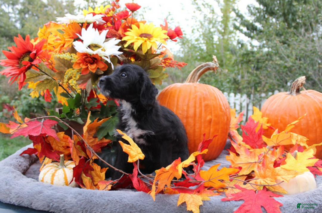 Aussiedoodle dogs for sale: Dorothy - Ad 4