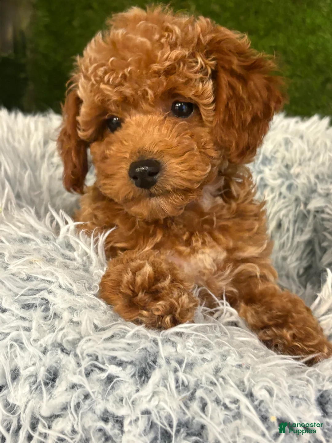 Toy Poodle dogs for sale: Milo - Ad 2