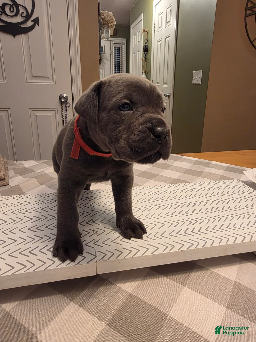 Cane Corso dogs for sale: Cane Corso Puppy 3 - Ad 2