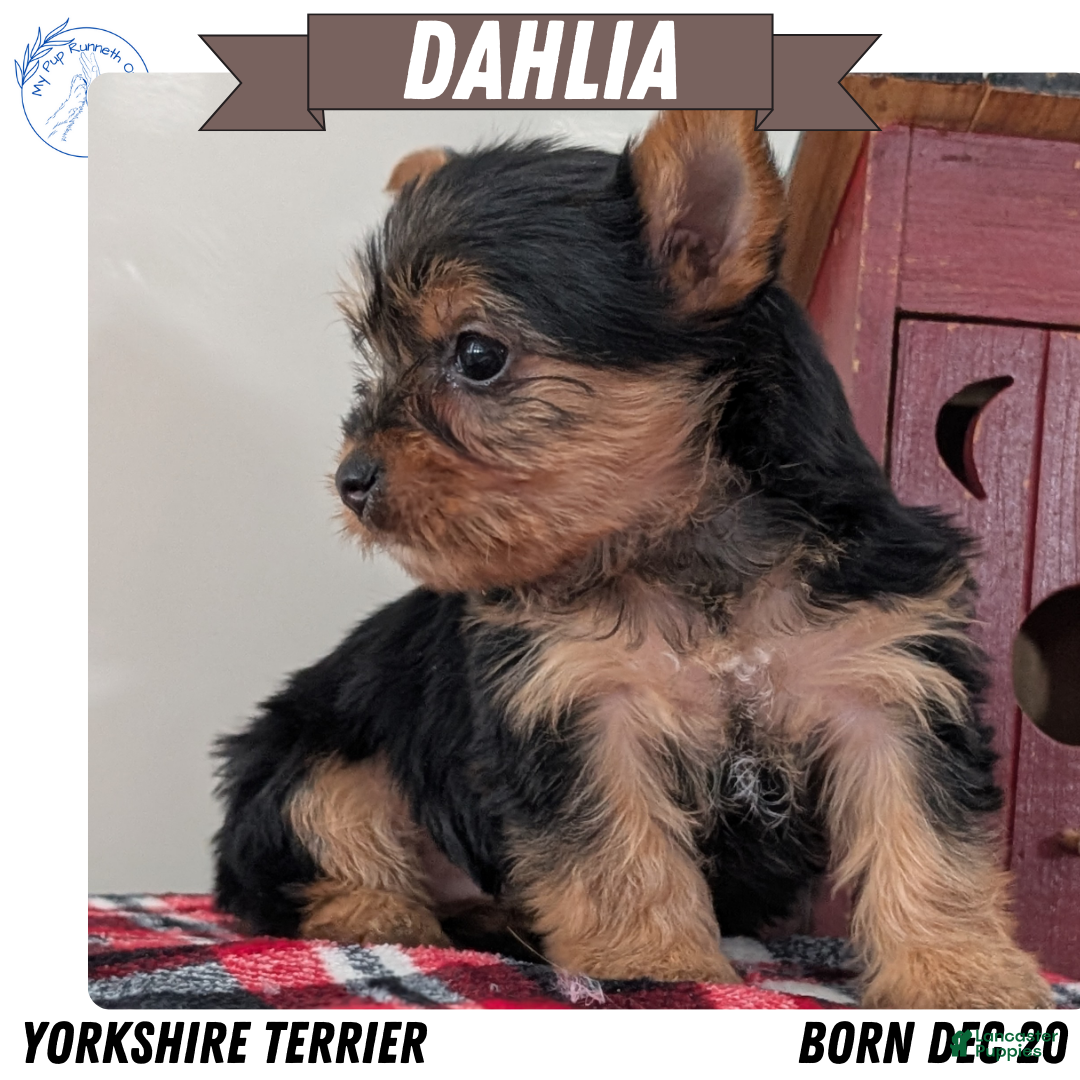 Yorkshire Terrier dogs Dahlia  - Ad 1
