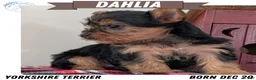Yorkshire Terrier dogs for sale: Dahlia  - Ad 1