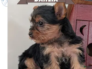 Yorkshire Terrier dogs Dahlia - Ad 1