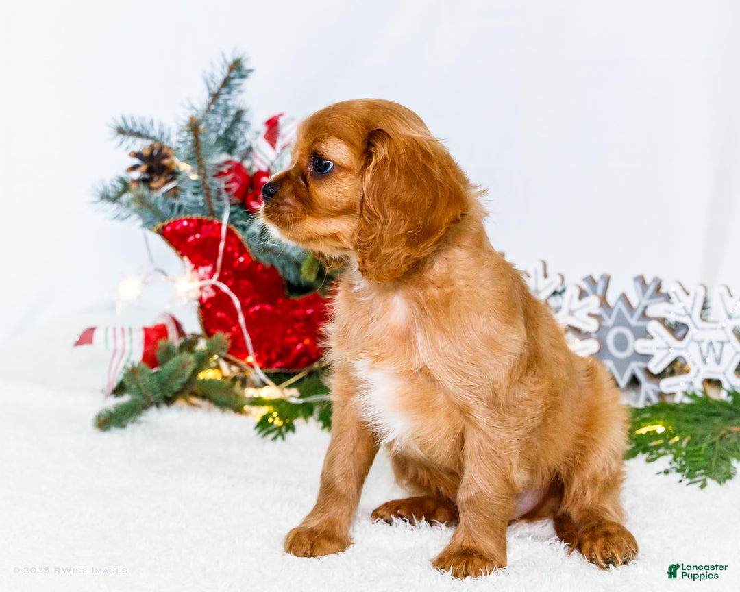 Cavalier King Charles Spaniel dogs for sale: Winter - Ad 8