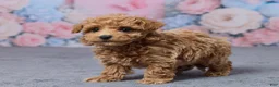Bichpoo dogs for sale: Tansy - Ad 5