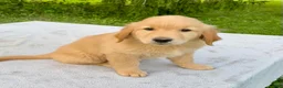Golden Retriever dogs for sale: Jepp - Ad 2