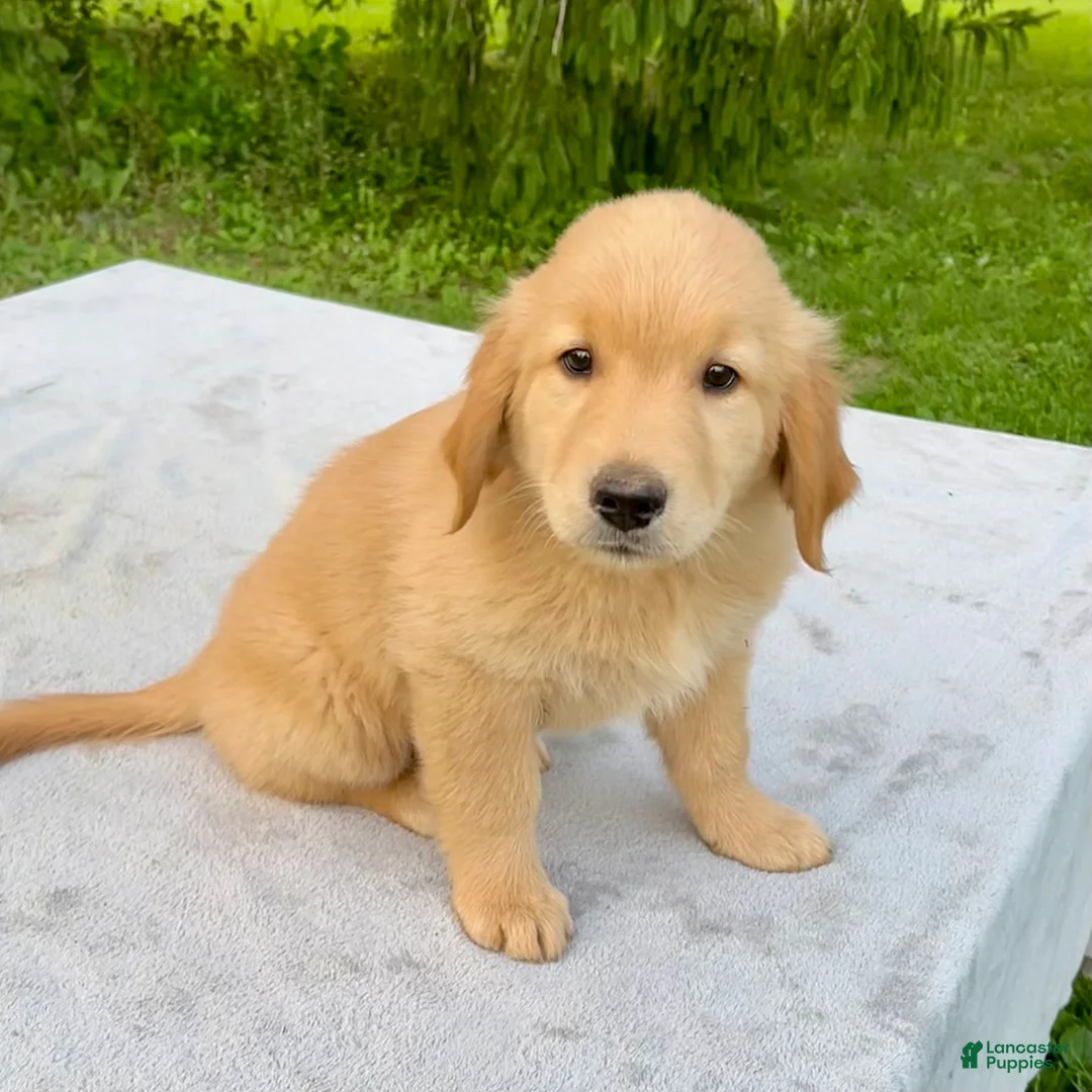 Golden Retriever dogs for sale: Jepp - Ad 2