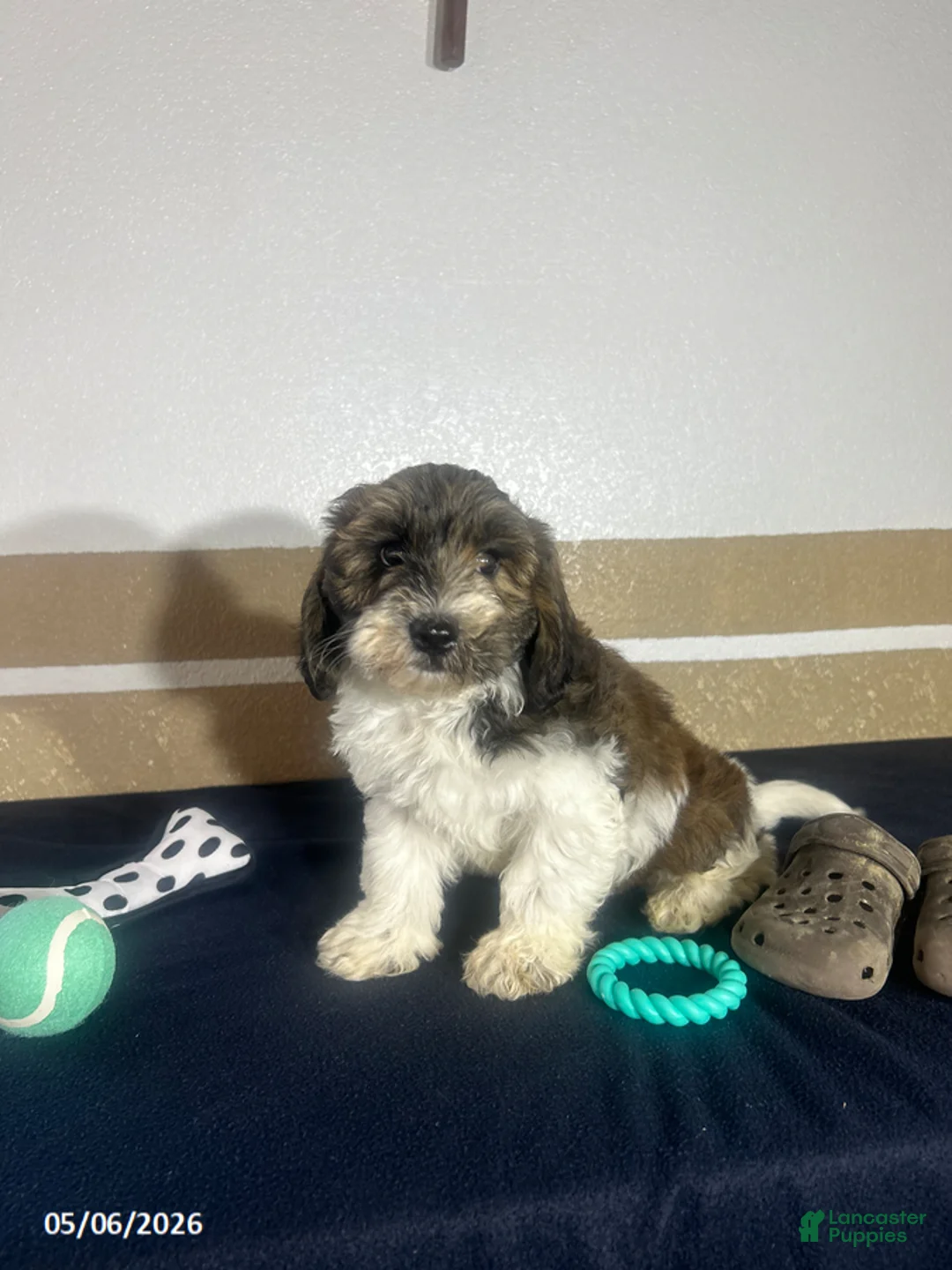 Havapoo dogs for sale: Blake - Ad 1