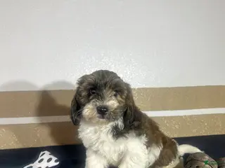 Havapoo dogs for sale: Blake - Ad 2