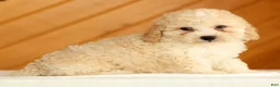 Toy Poodle dogs for sale: Dakota - Ad 4