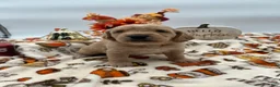 Labradoodle dogs for sale: Chai  - Ad 1