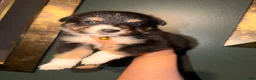 Australian Shepherd dogs for sale: Yellow  - Ad 8