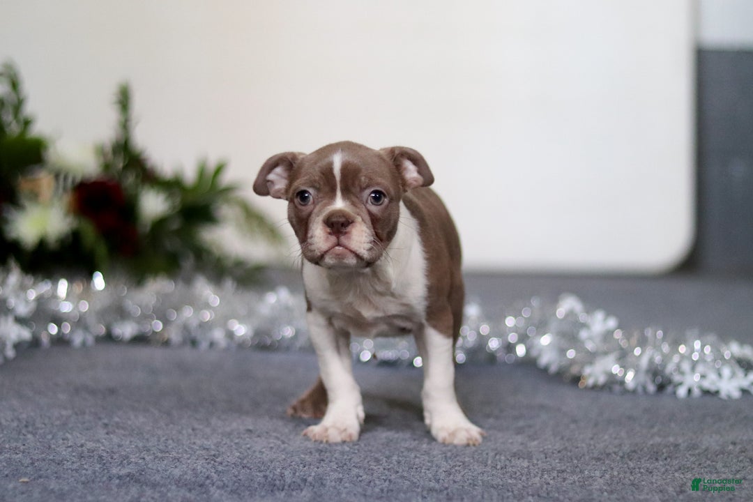 Boston Terrier dogs for sale: Harrison - Ad 3