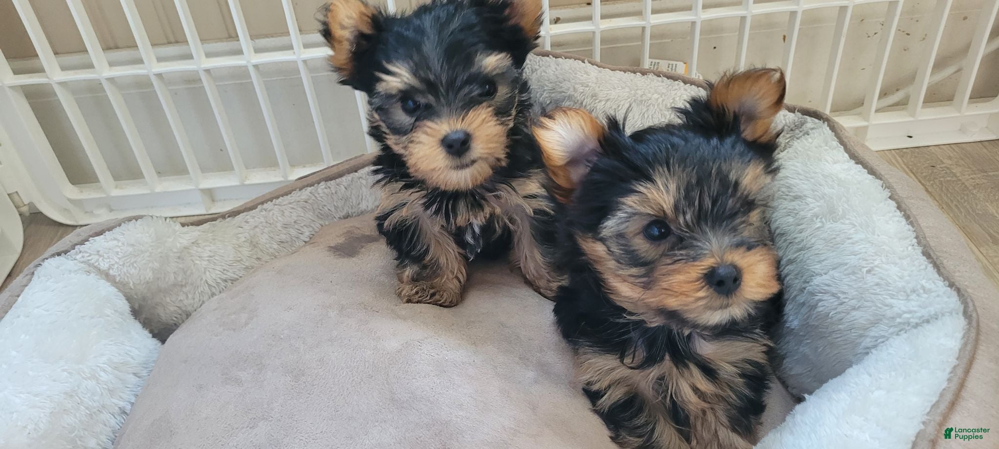 Yorkshire Terrier dogs Yorkshire Terrier 1 - Ad 1