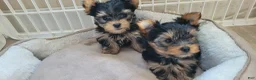 Yorkshire Terrier dogs for sale: Yorkshire Terrier 2 - Ad 7