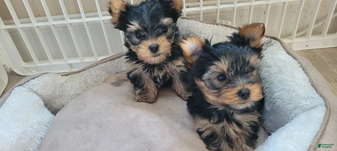 Yorkshire Terrier dogs for sale: Yorkshire Terrier 2 - Ad 7