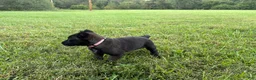 Belgian Malinois dogs for sale: Holly Golightly (dark pink) - Ad 4
