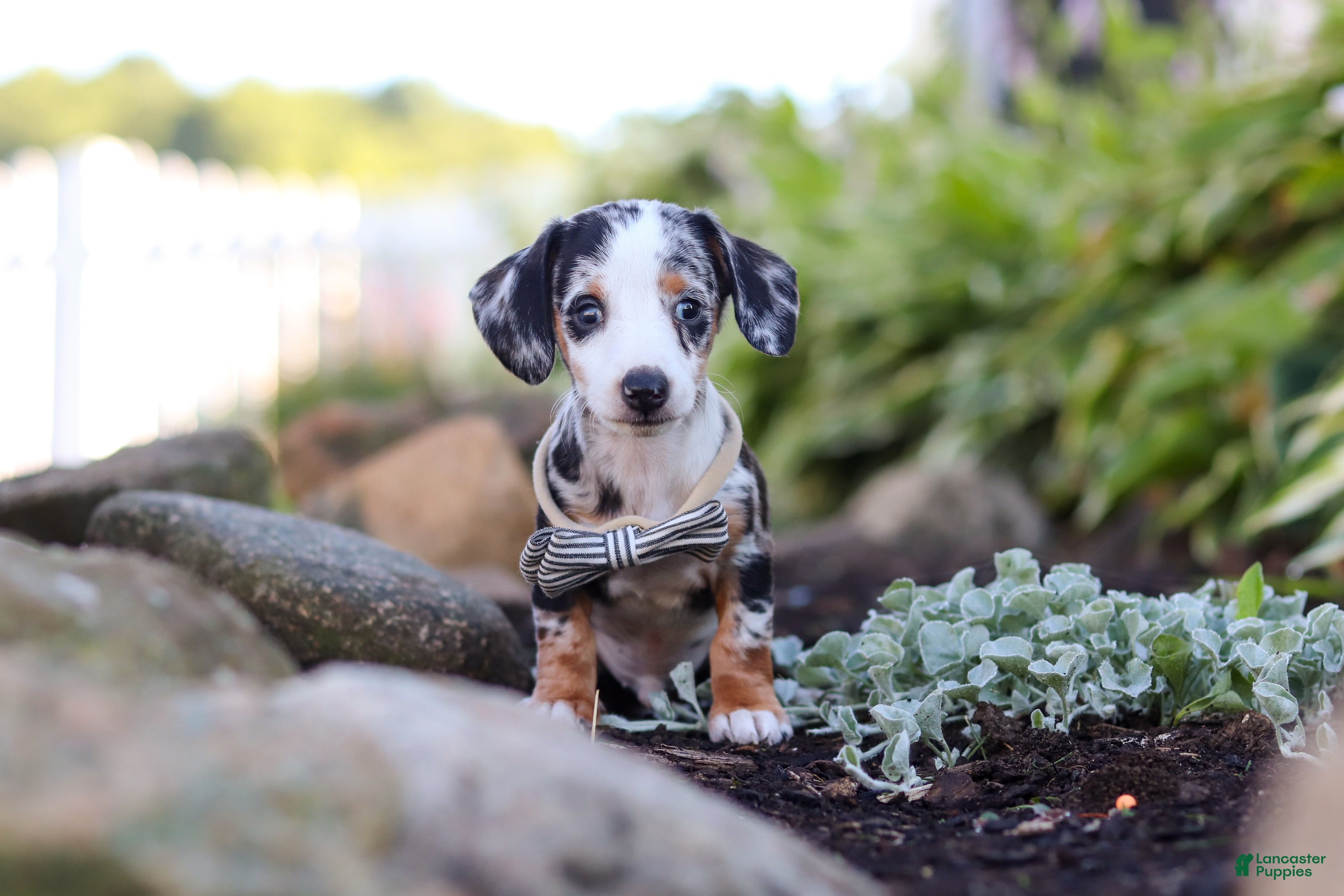 Miniature Dachshund dogs Anson - Ad 2