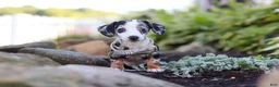 Miniature Dachshund dogs for sale: Anson - Ad 2