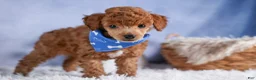 Toy Poodle dogs for sale: Tucker - Ad 17