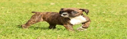 Boxer dogs for sale: Cookie - Ad 9