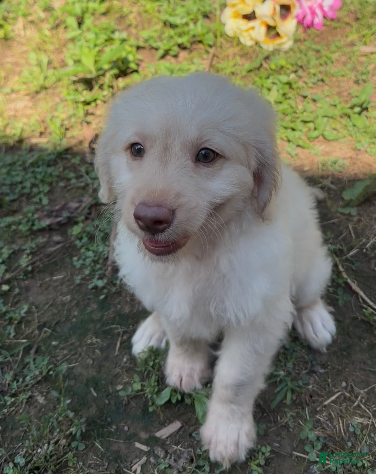 Mini Goldendoodle dogs Flynn - Ad 2