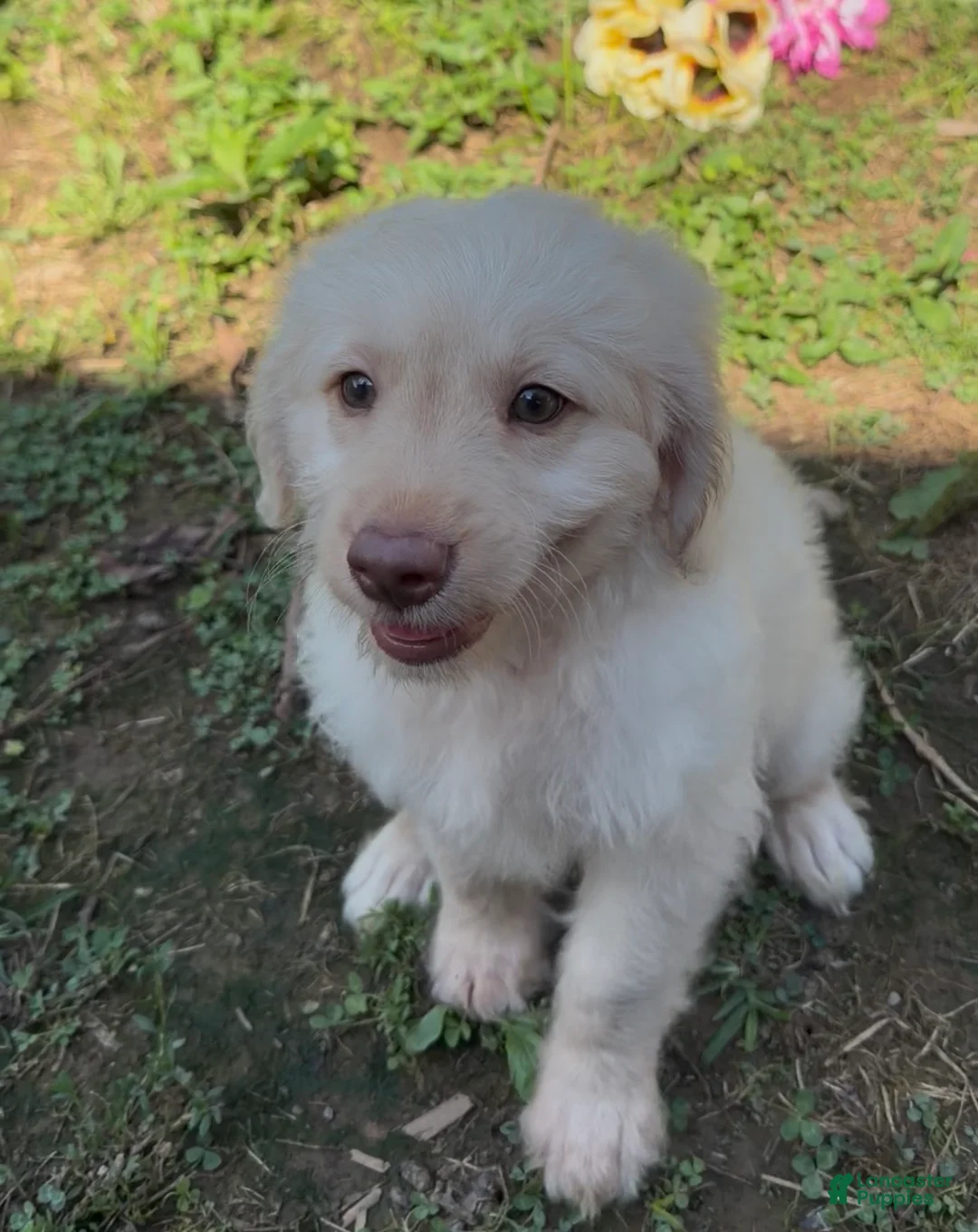 Mini Goldendoodle dogs for sale: Flynn - Ad 2