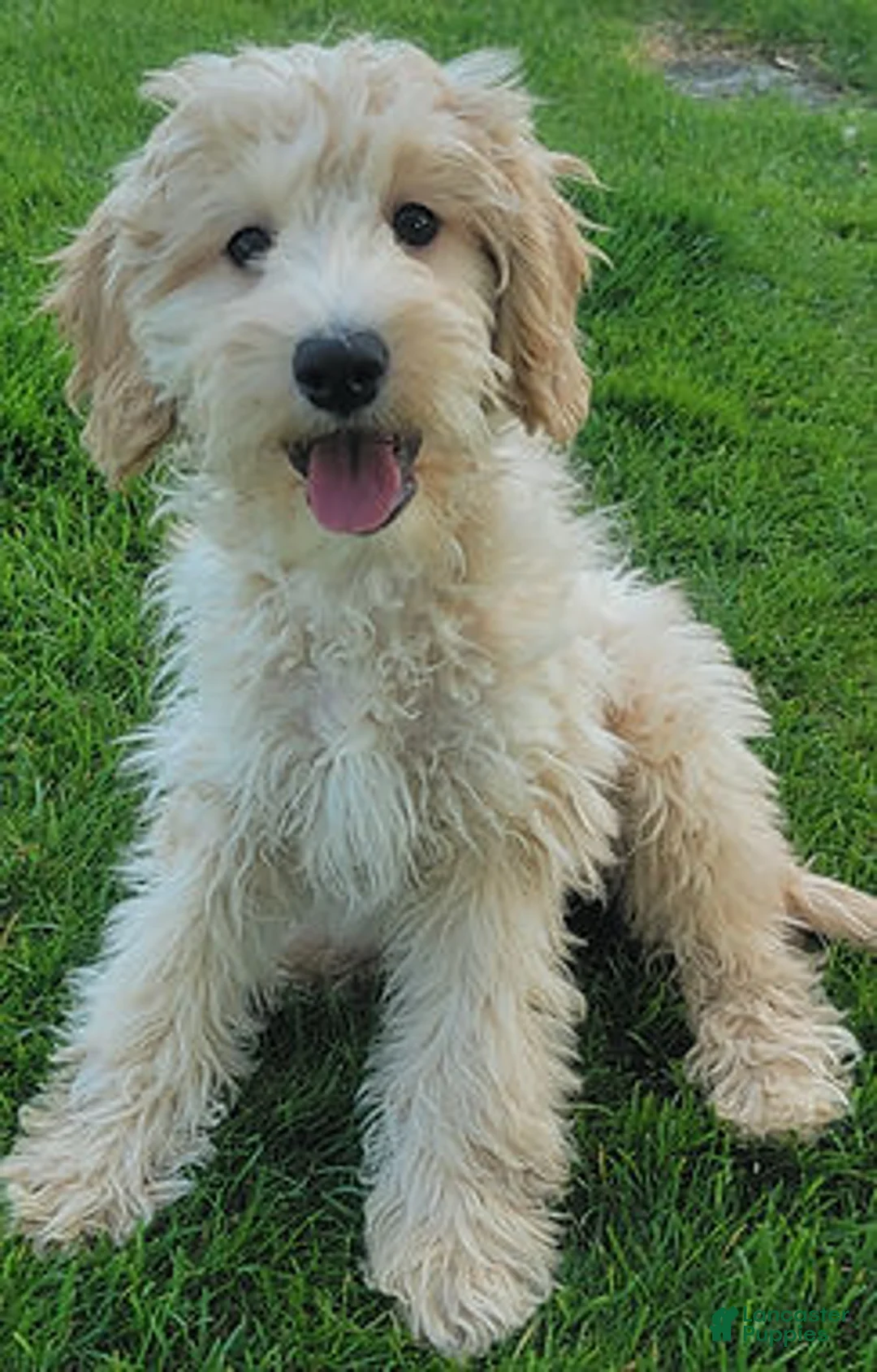 Mini Goldendoodle dogs for sale: Violent Female - Ad 2