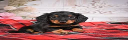 Miniature Dachshund dogs for sale: AKC-Elvis - Ad 1